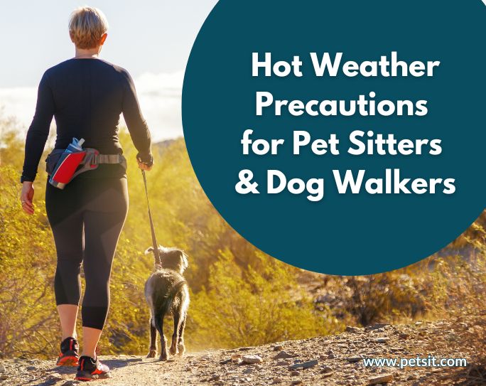 Hot weather precautions for pet sitters and dog walkers dog walker wearing black shirt and capri leggings with water bottle in waist pouch walking dog in summer