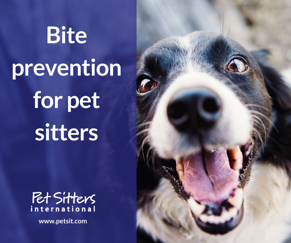Bite prevention for pet sitters