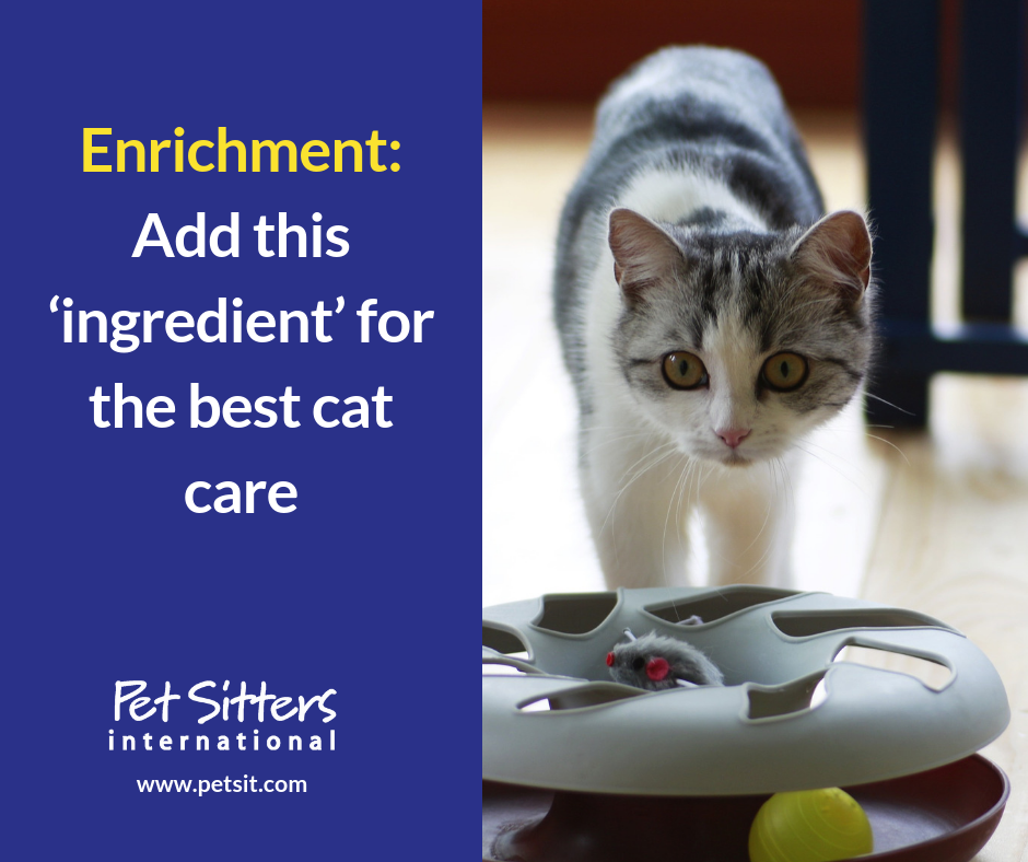 Enrichment: Add this ‘ingredient’ for the best cat care