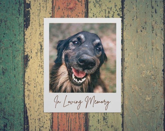 Pet memorial ideas for pet sitters