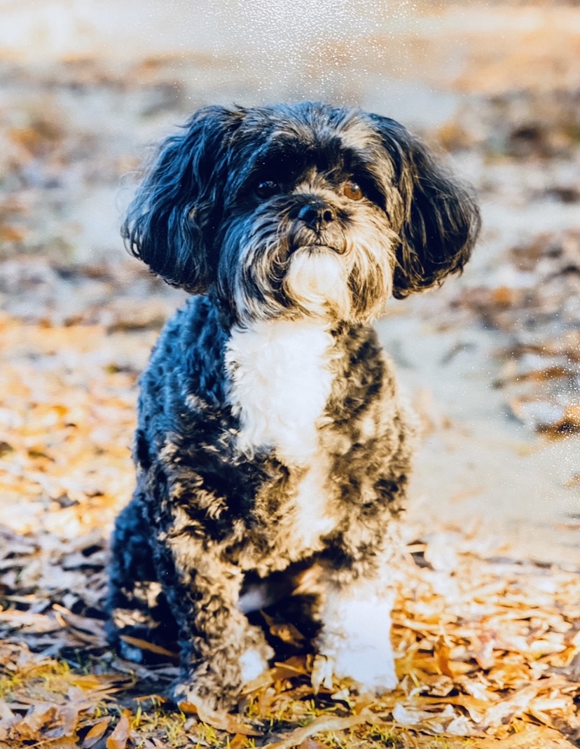 Sadie’s Petcare, LLC