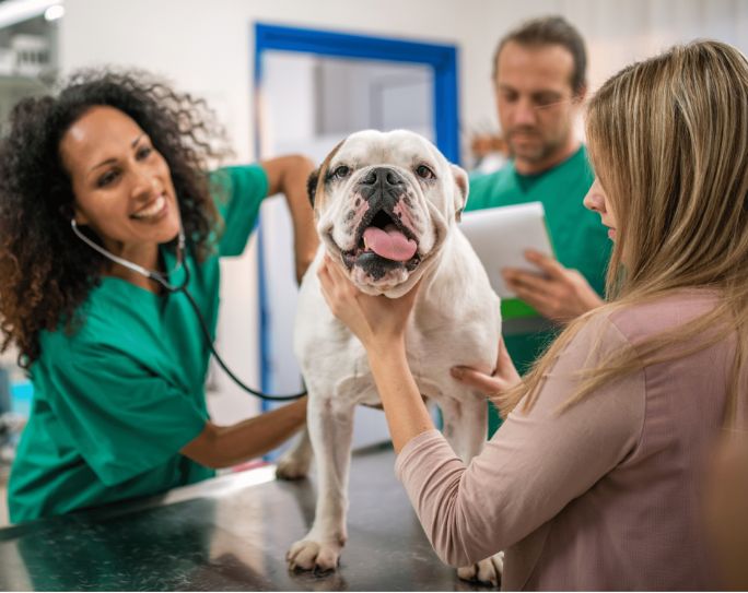 veterinarian pet sitter networking veterinarian pet sitter networking
