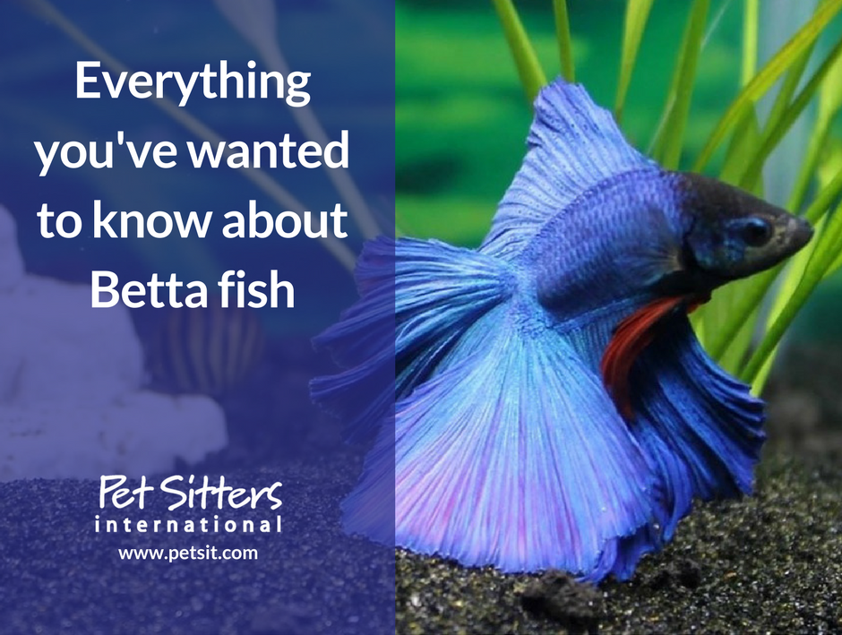 The beauty of the Betta