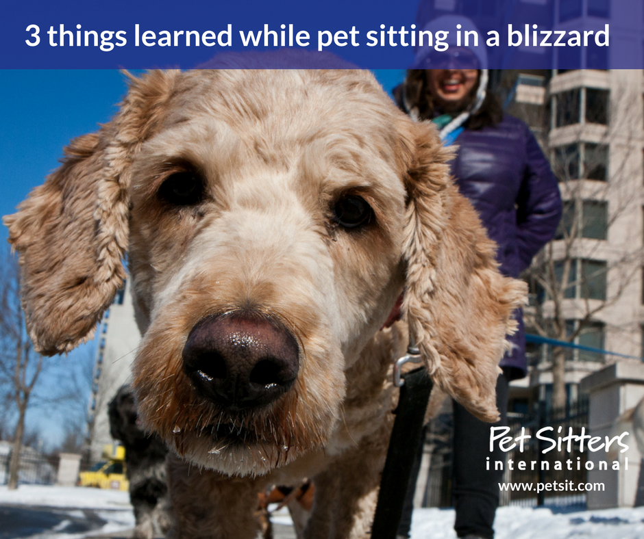 3 things learned while pet sitting in a blizzard