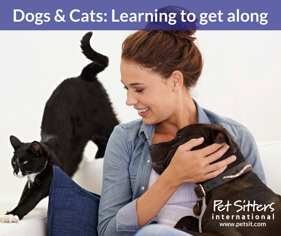 Who rules? Dogs and cats: Learning to get along