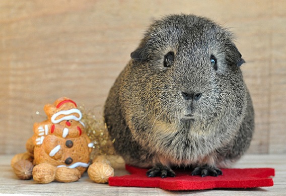 “Make a List and Check It Twice” When Selecting Pet-Care Services this Holiday Season Advises Pet Sitters International