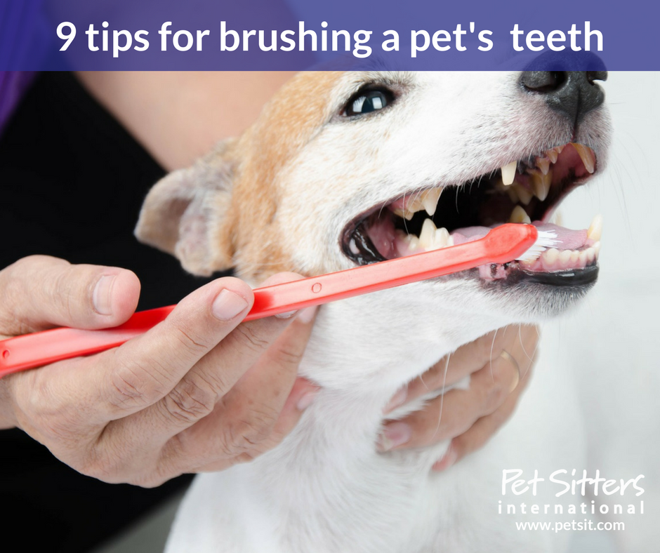 9 tips for brushing a pet's teeth